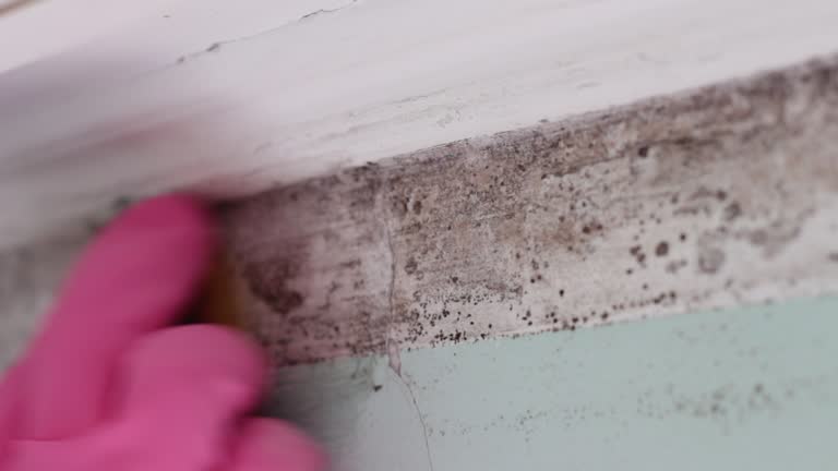 Rainbow Lakes Estates, FL Mold Removal Company